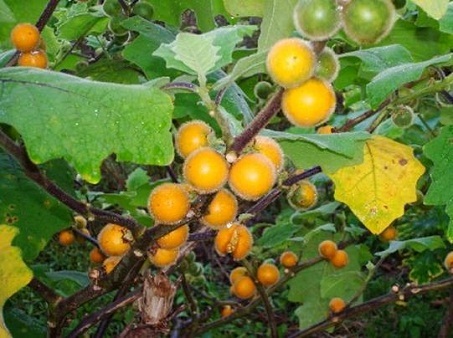 Cây Cà trời. Solanum ferox L - Cây Thuốc Nam Quanh Ta